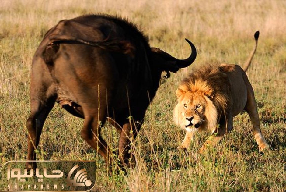 Лев охотится