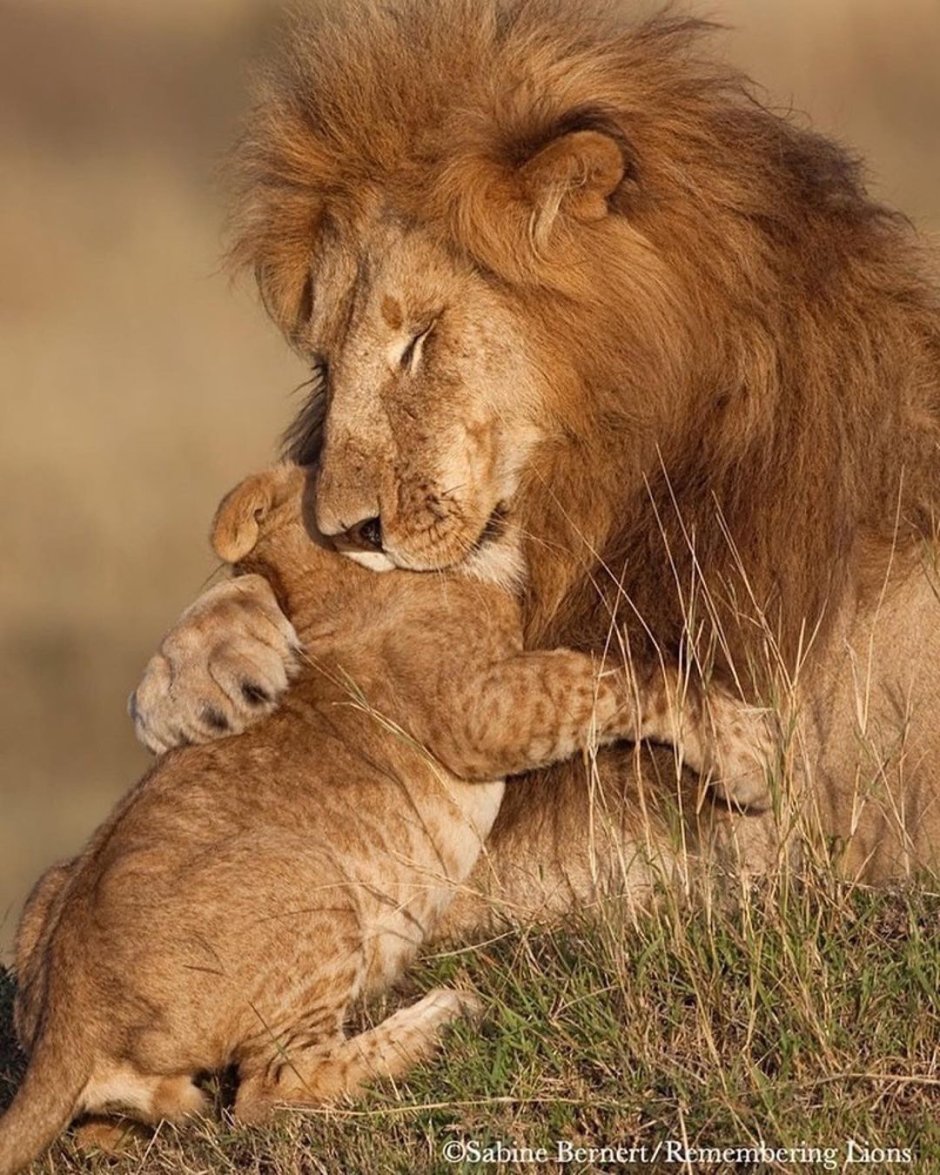 Лев и антилопа