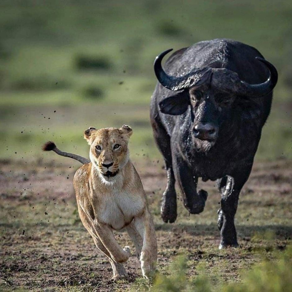 Африканский буйвол против Льва