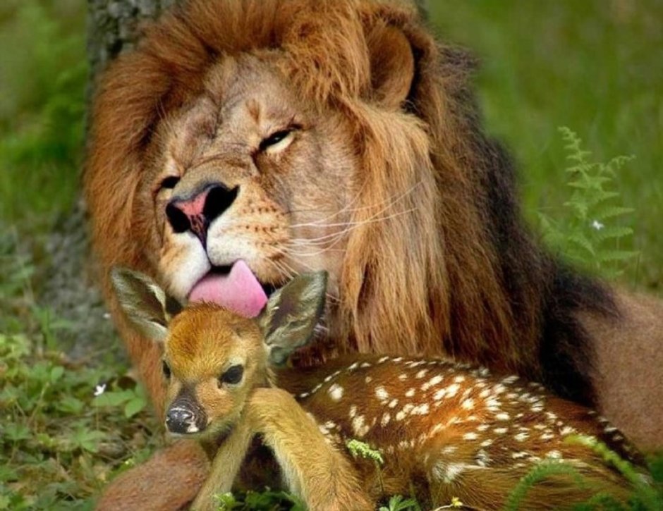 Лев охотится