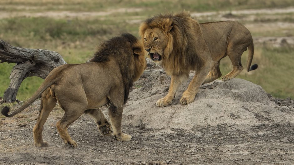 Львица Камуньяк и антилопа