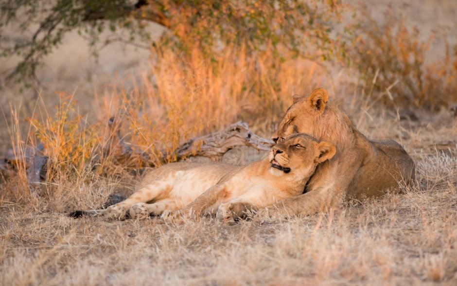 Серенгети Танзания дерево львица