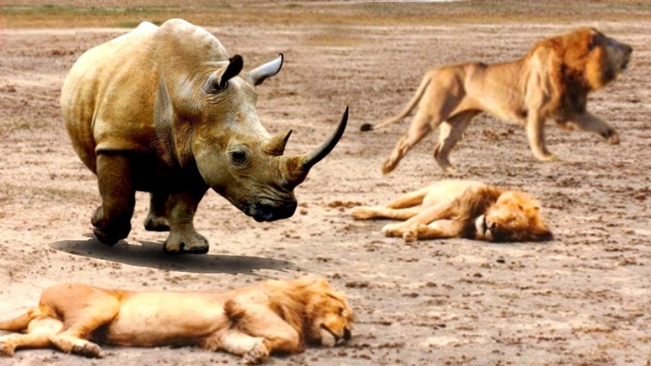 Большие самки животных