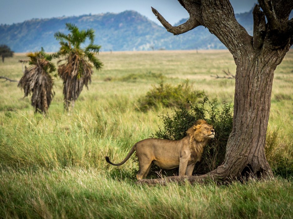 Охота Львов на антилоп гну