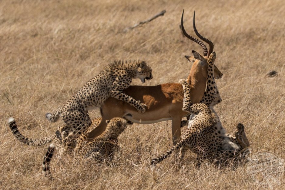 Гепард охотится на антилопу