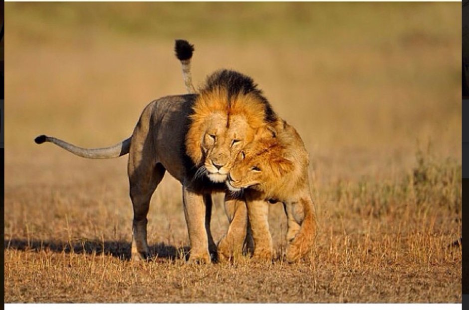 Леопард и антилопа