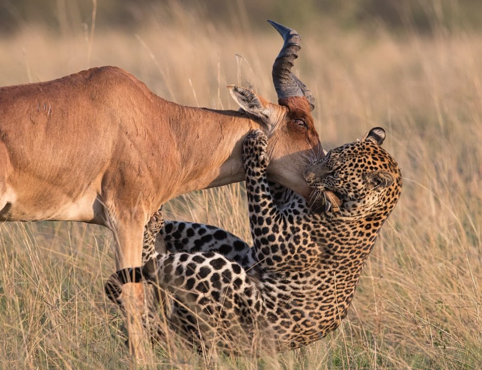 Львица кричит на Льва