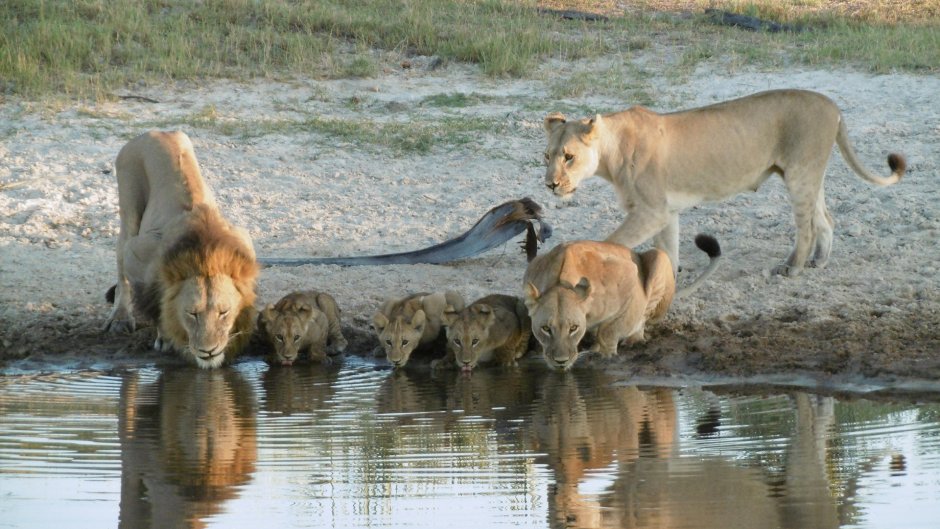 Львица Камуньяк и антилопа