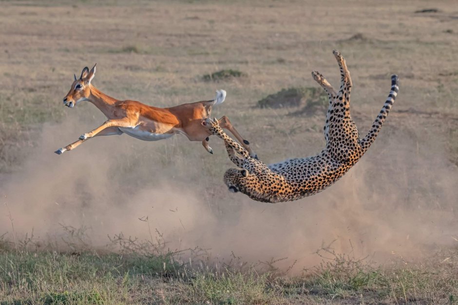 Лев охотится