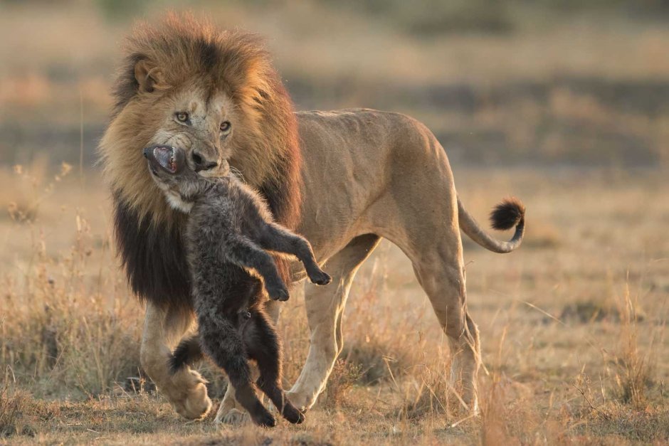 Гепард и антилопа