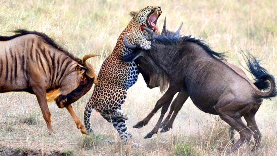 Парк Масаи Мара гиены