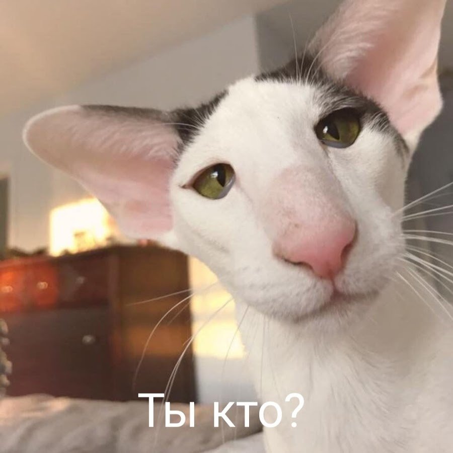 Ориентальная кошка экстремальная