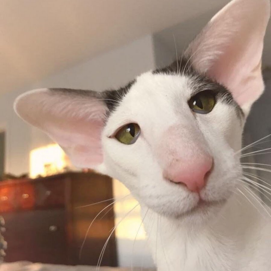 Ориентальная кошка