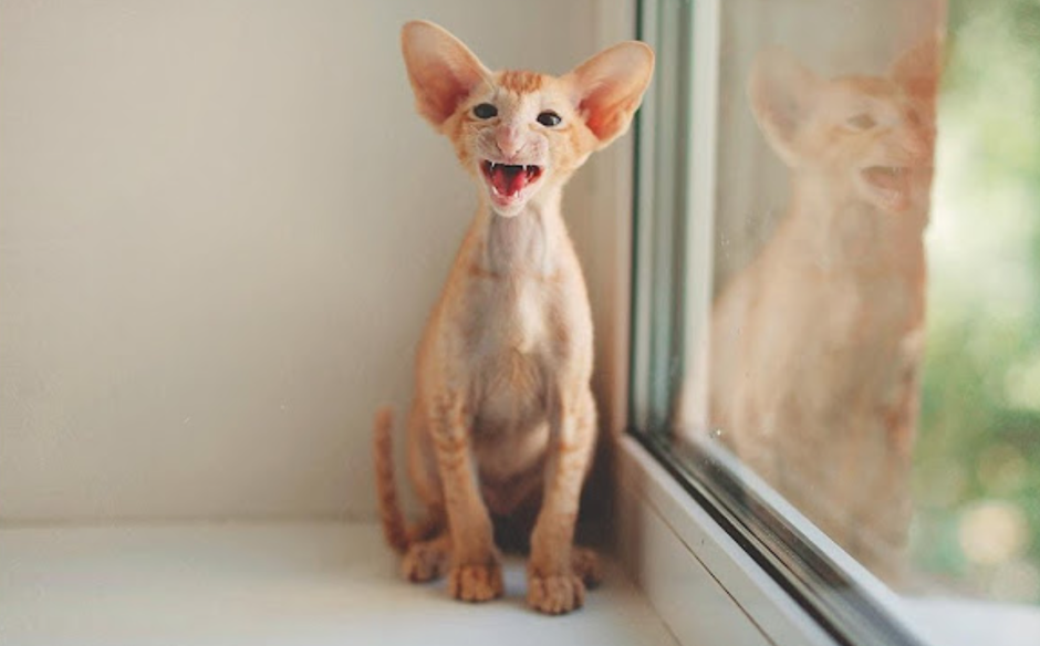 Ориентальная короткошерстная кошка