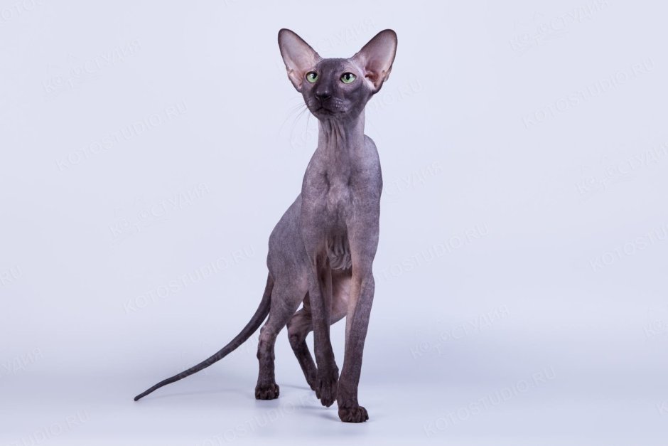 Петерболд Ориентал