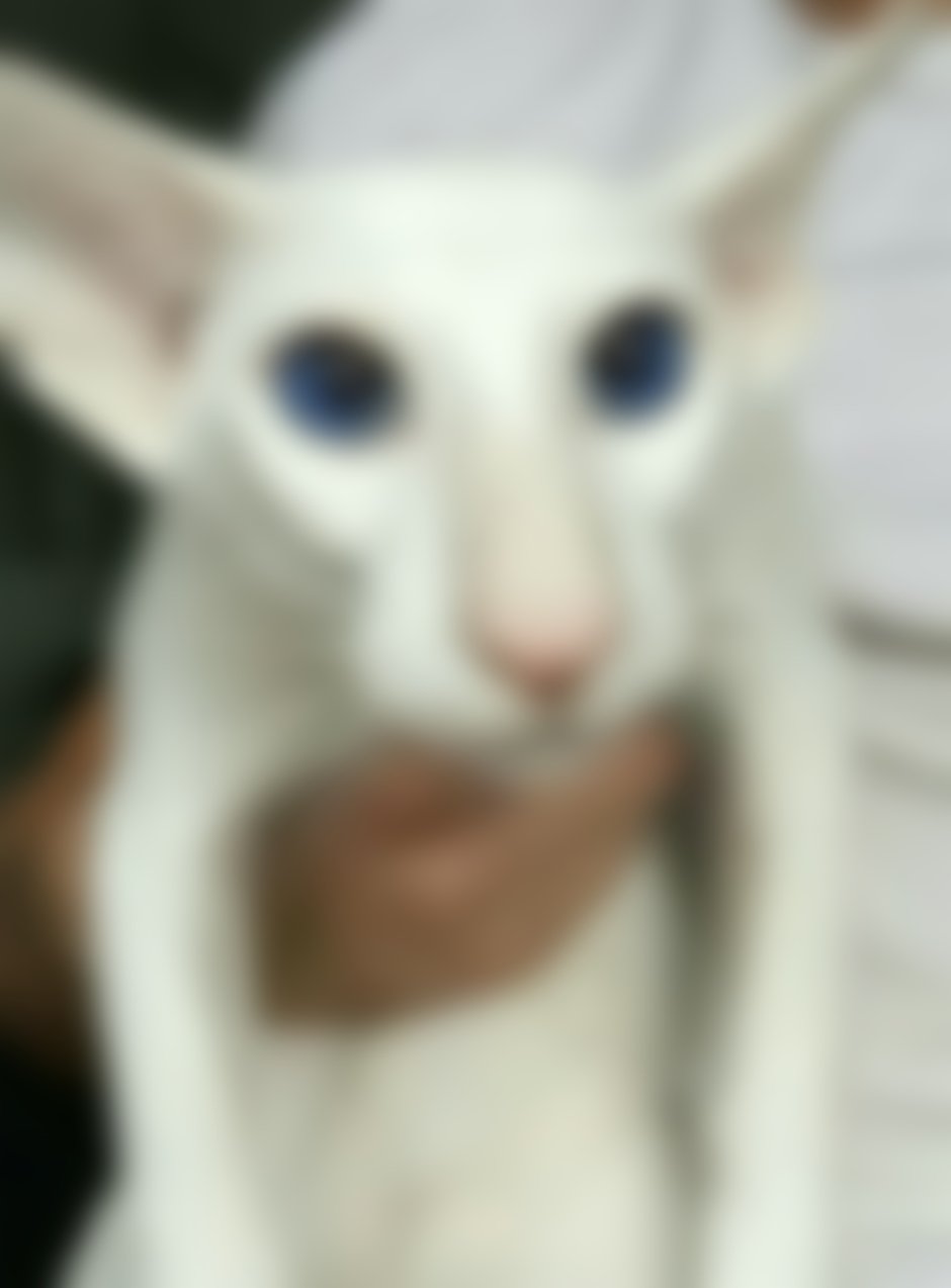 Сфинкс Петерболд