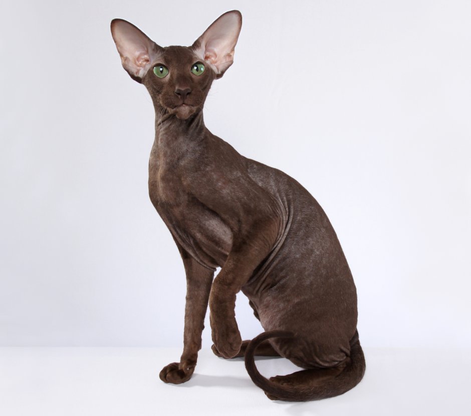 Порода сфинкс Петерболд