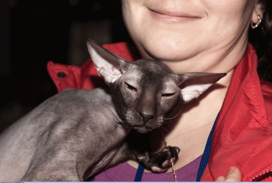 Петерболд Ориентал