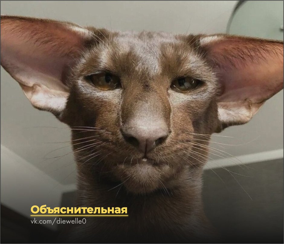 Петерболд Ориентал