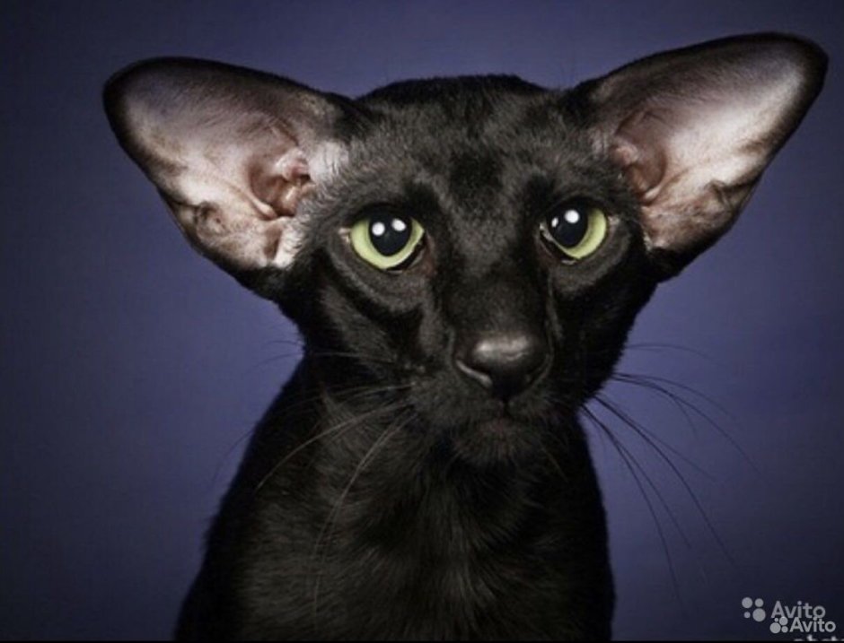 Ориентал Добби кошки