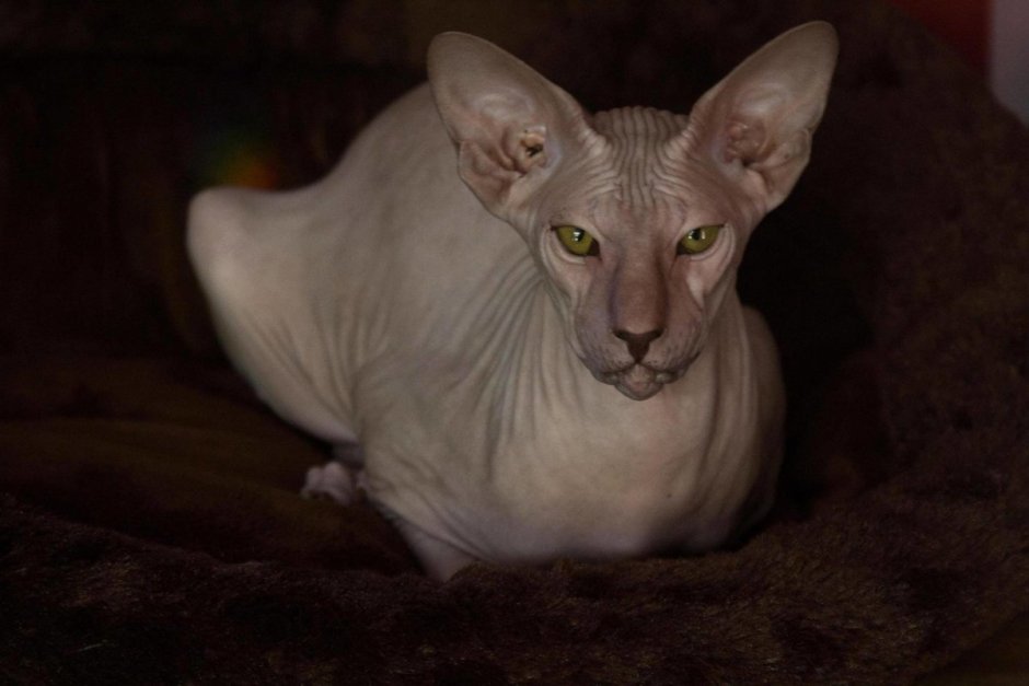 Порода кошек с м на лбу