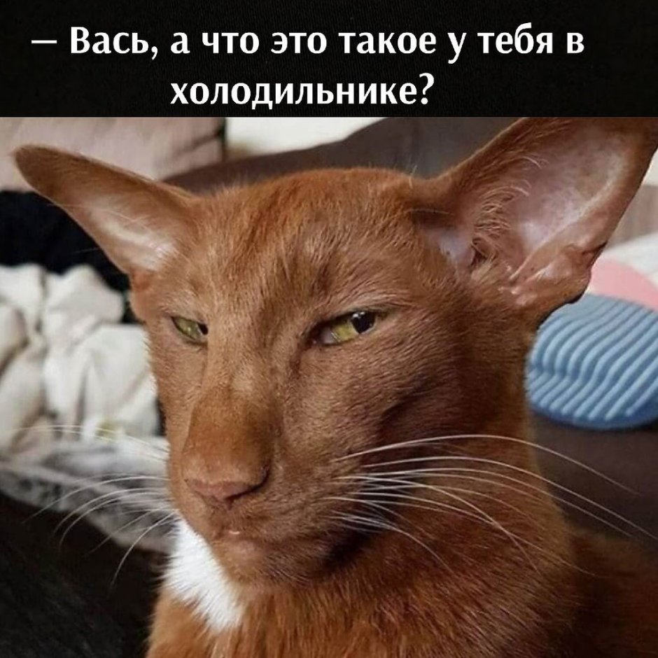 Ушастый кот порода Ориентал