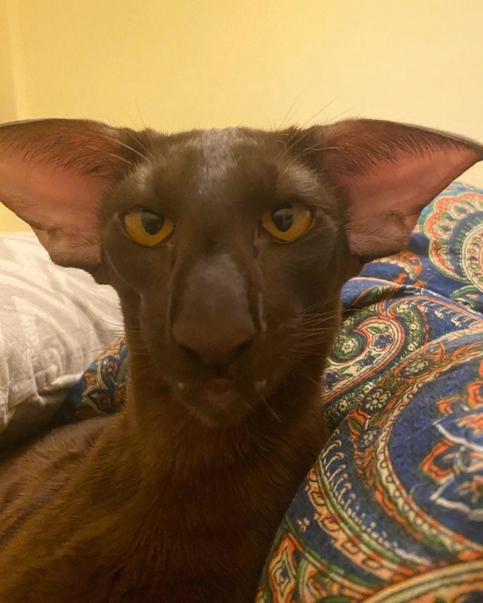 Ориентальный кот грузин