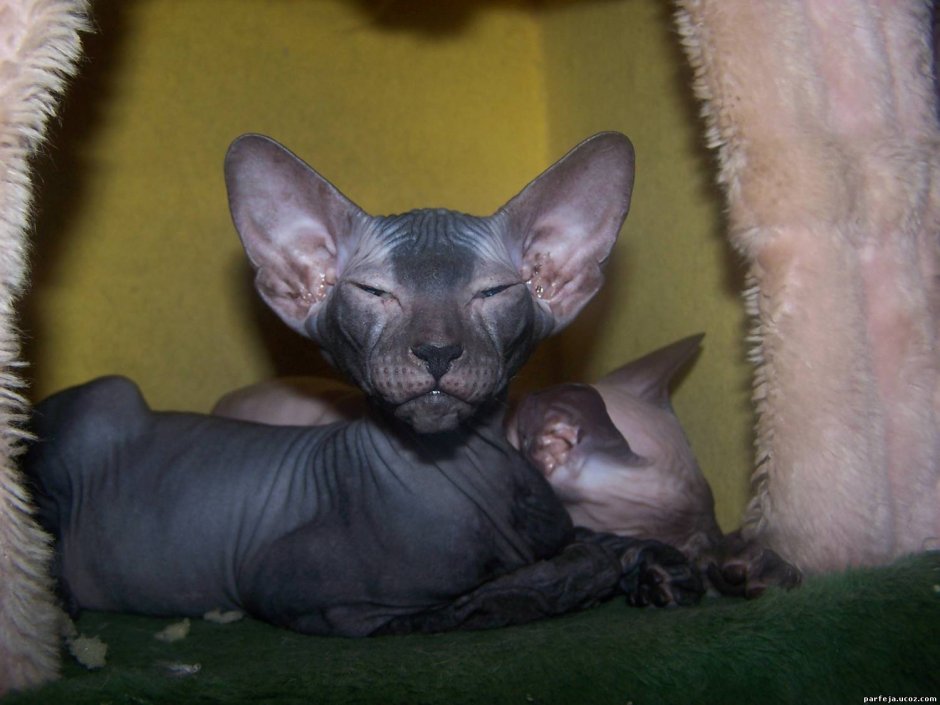 Петерболд полосатый