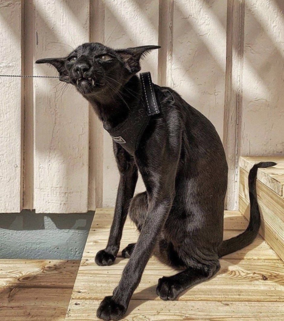 Кот Ориентал рыжий