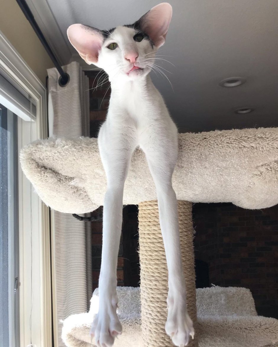 Порода Ориентал Добби