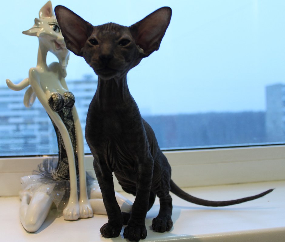 Порода сфинкс Петерболд