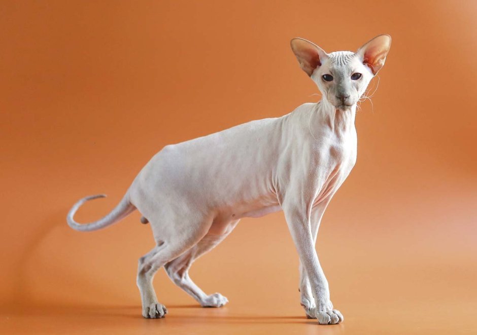 Сфинкс Петерболд