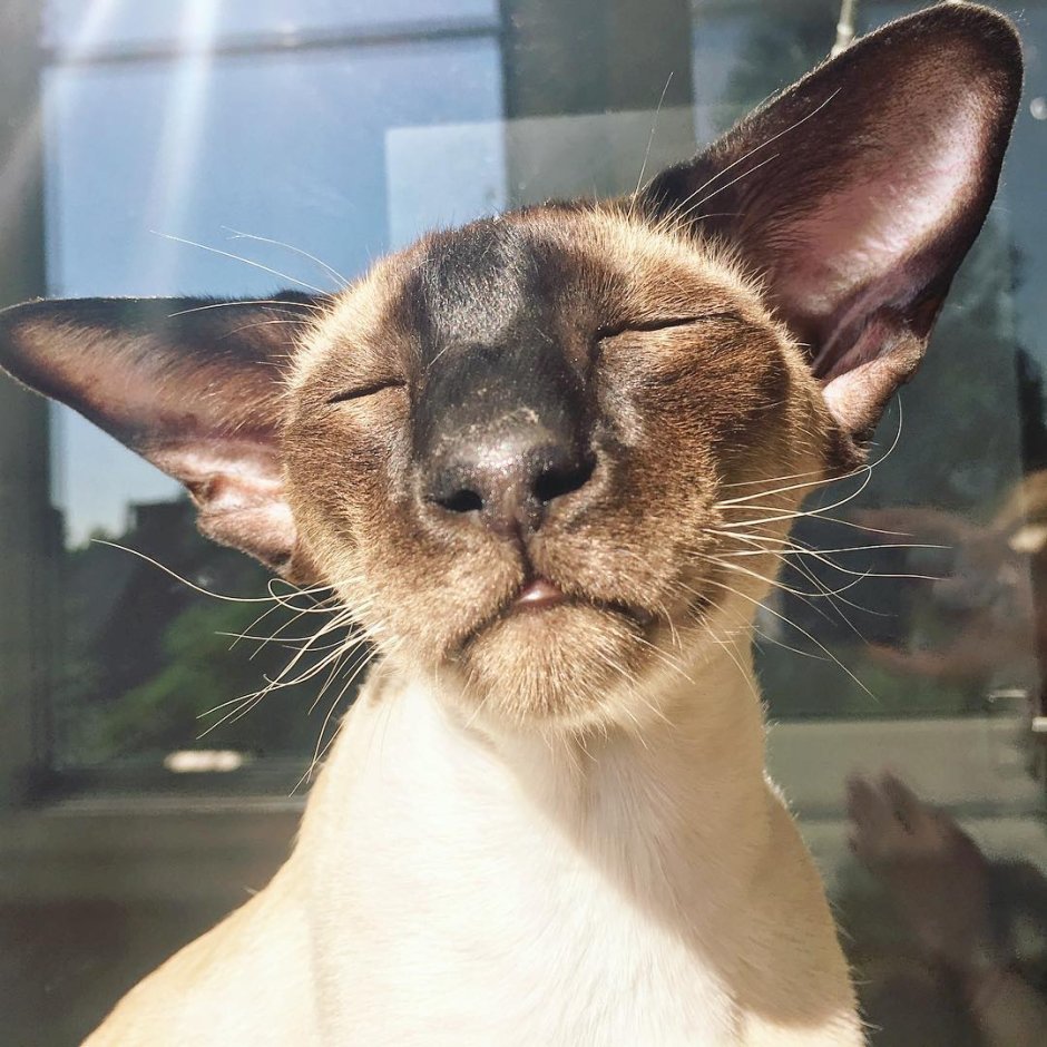 Ориентальная порода кошек