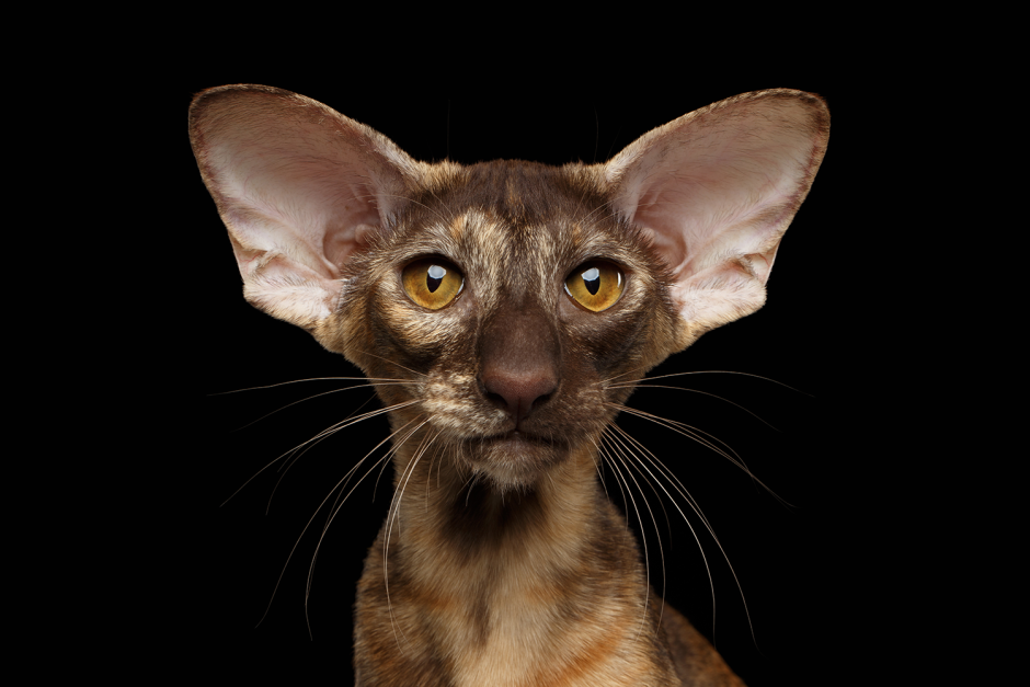 Ориентальный кот грузин