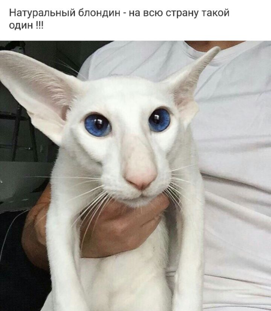 Кот грузин порода Ориентал