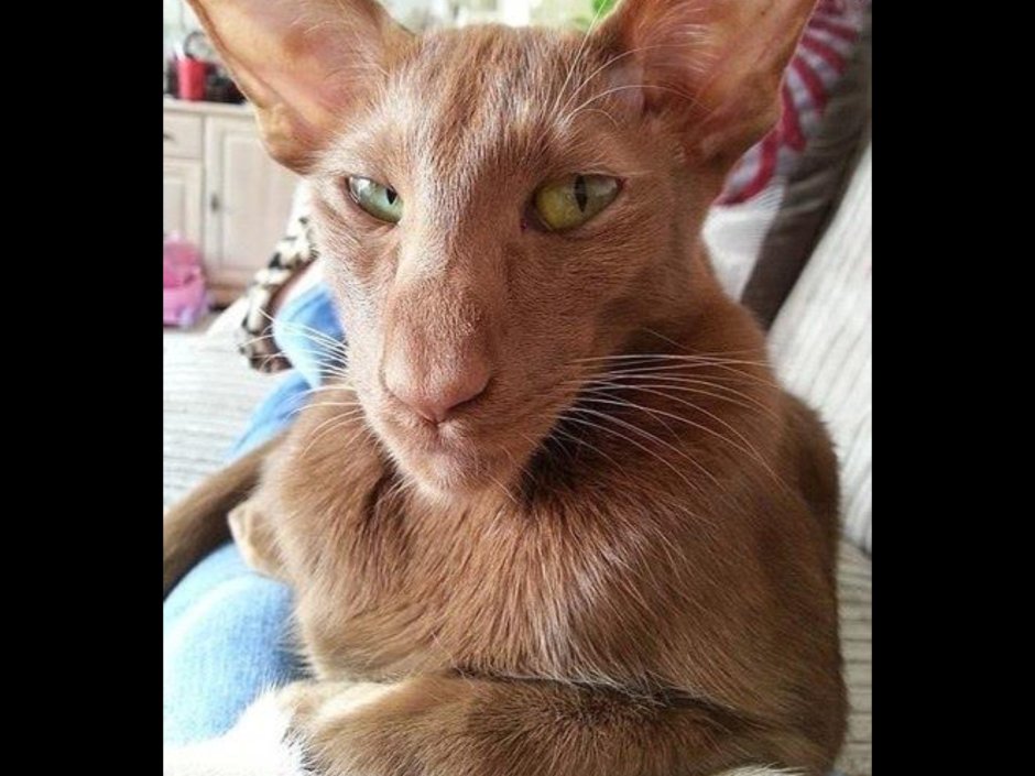 Сфинкс Петерболд