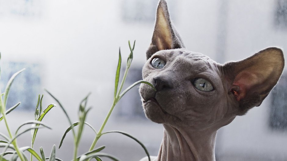 Отдам кота прикол