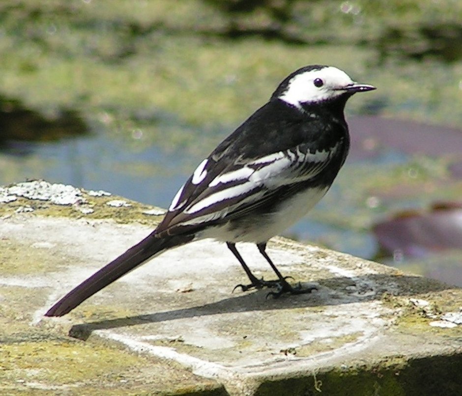 Motacilla Alba yarrellii