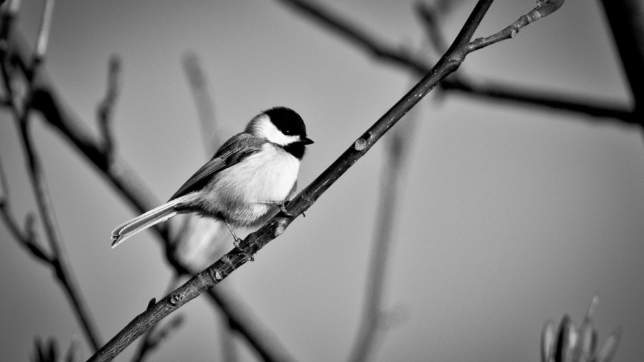 Птички Black and White