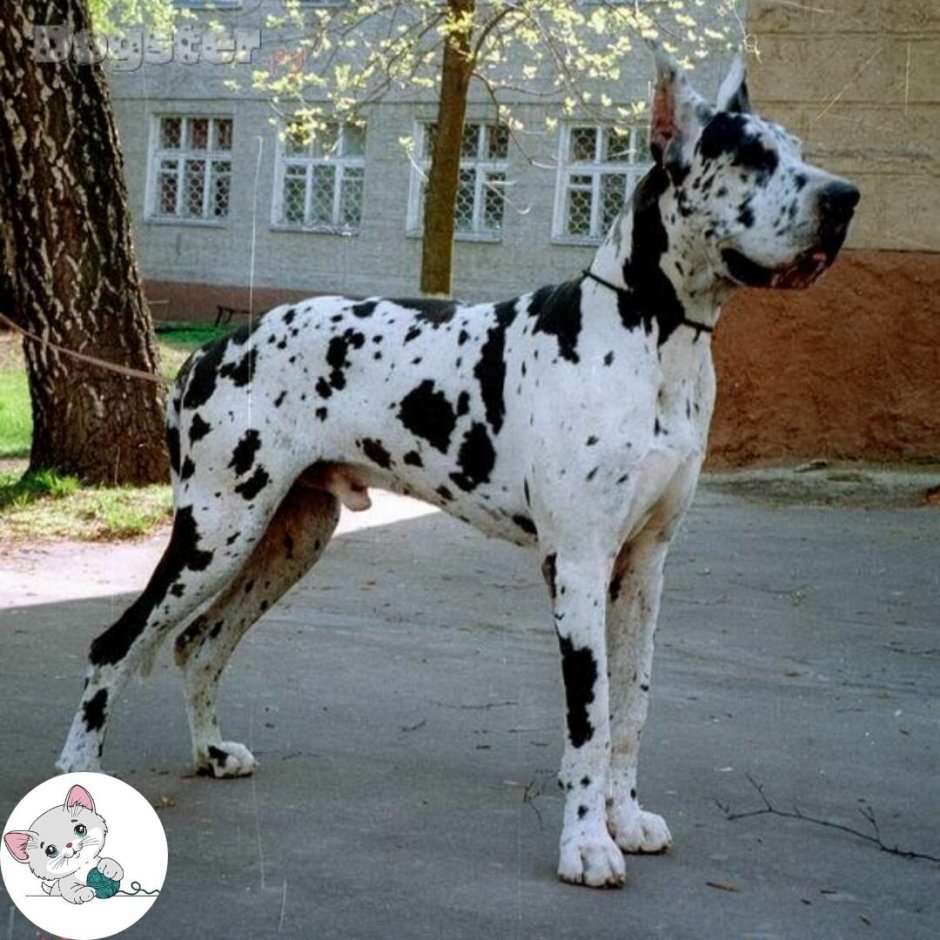 Кане Корсо и Доберман