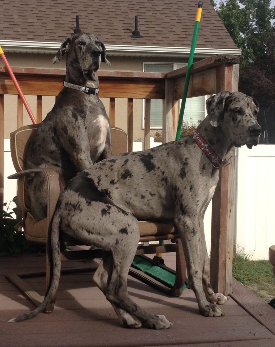 Great Dane собака