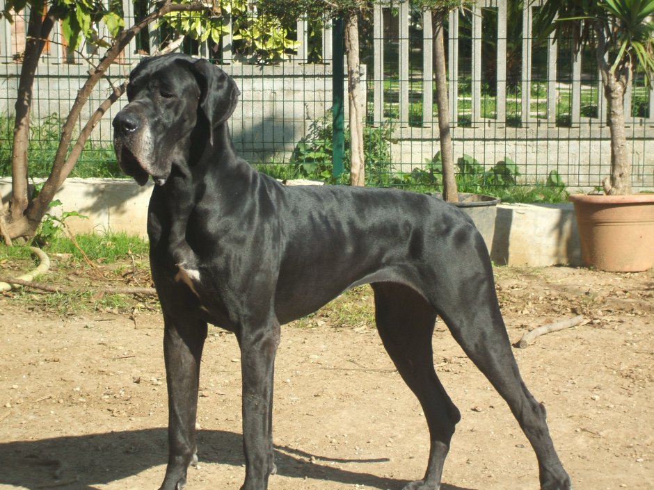 Blue great Dane порода