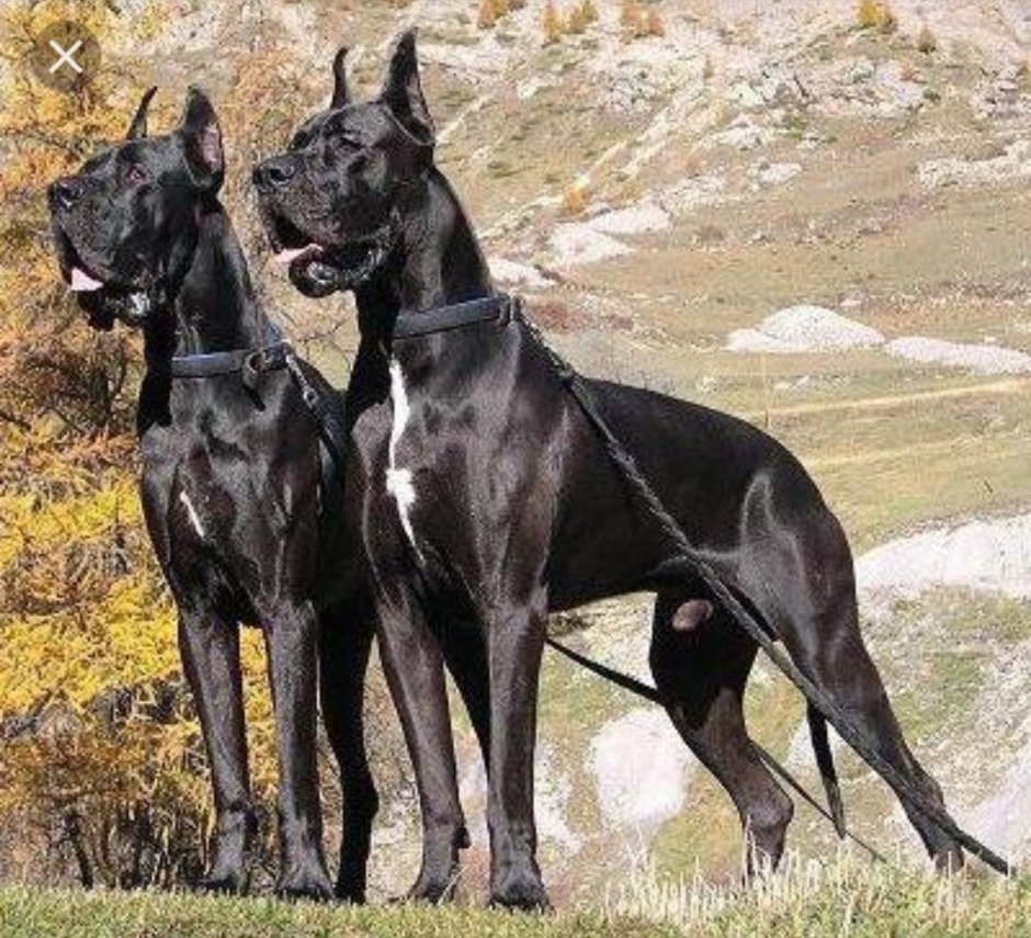 Немецкий дог длинношерстный