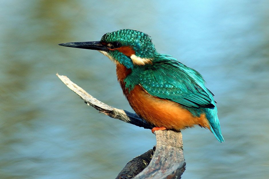 Ptilinopus coronulatus