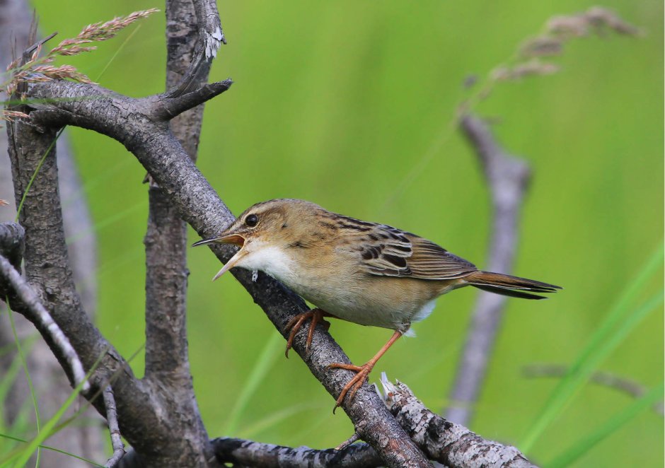 Певчие птицы дальнего Востока