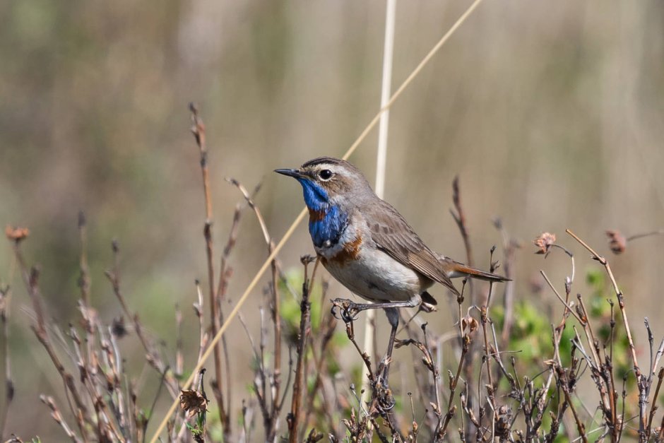 Варакушка ареал обитания