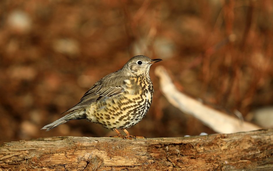 Реполов птица