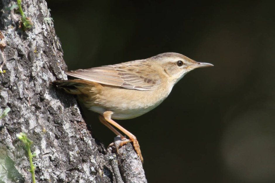 Певчие птицы Алтая
