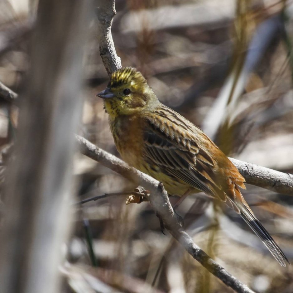 Маленькая птичка семейства воробьиных