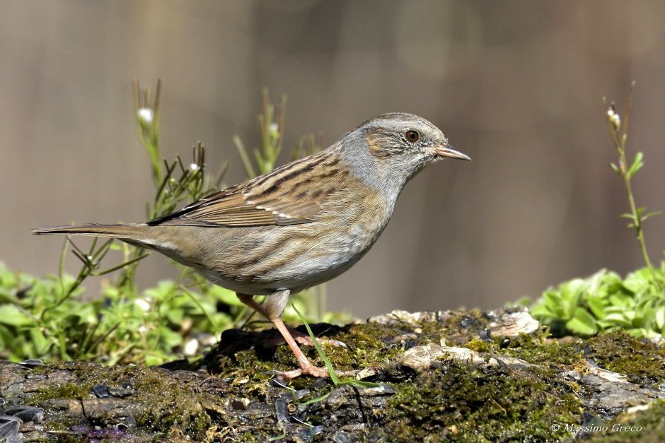 Сибирская чечевица (Carpodacus roseus (Pall.)